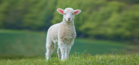 Задача про братьев и баранов